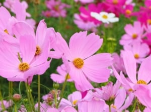 A close-up shot of a small composition of delicate, pink flowers atop slender stems, showcasing start seed April