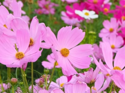 A close-up shot of a small composition of delicate, pink flowers atop slender stems, showcasing start seed April