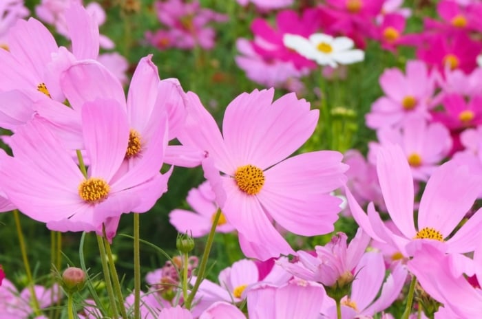 A close-up shot of a small composition of delicate, pink flowers atop slender stems, showcasing start seed April