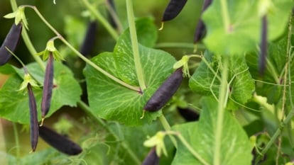 A close-up shot of a small composition of developing purple colored pods of a legume crop. all situated alongside its vines in a well lit area outdoors