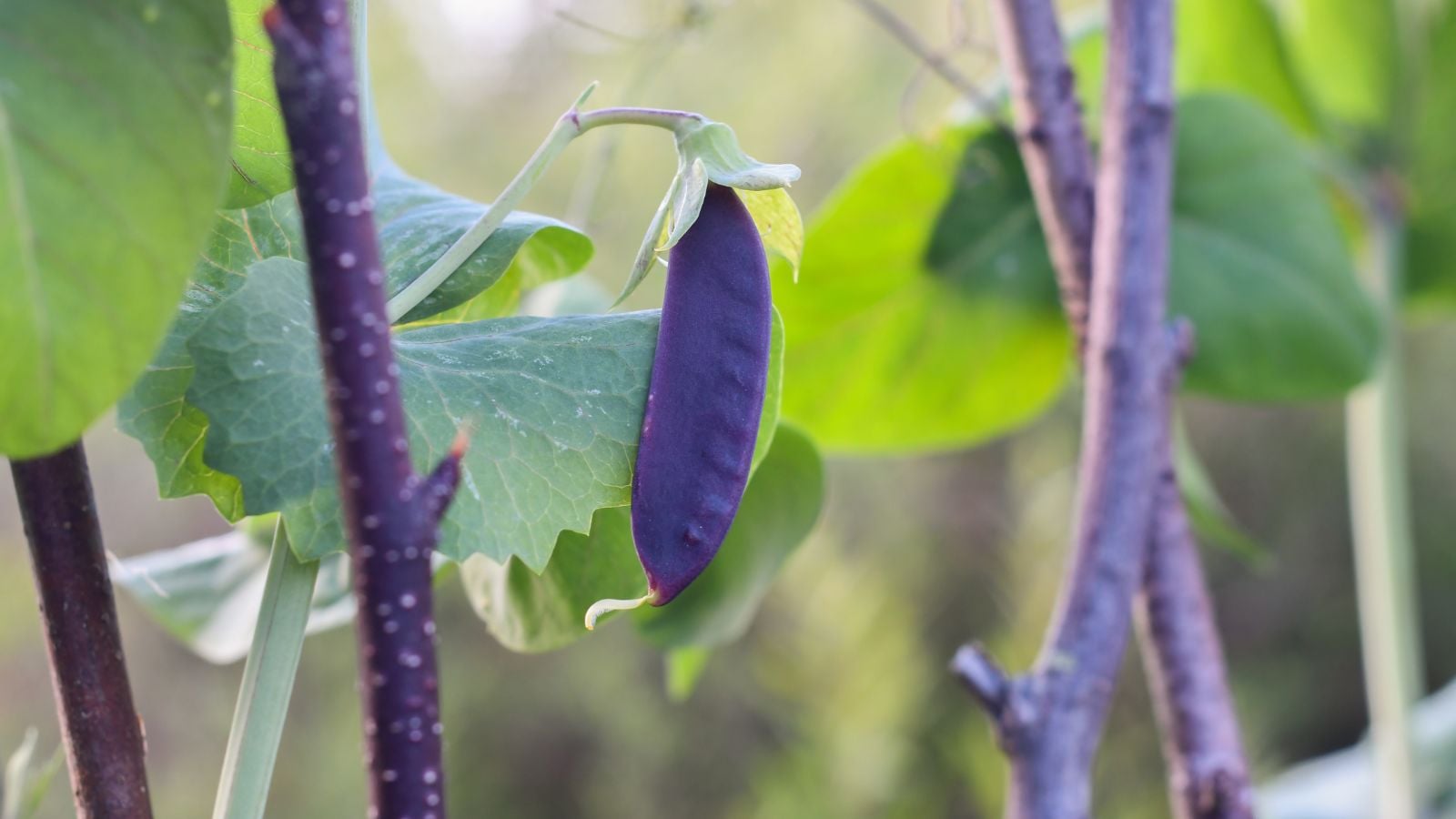 A close-up shot of a single developing purple colored legume pod alongside leaves and vines