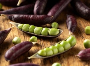 A close-up shot of a small composition of freshly harvested and opened, purple colored pods of the sugar magnolia snap peas