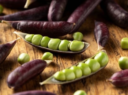 A close-up shot of a small composition of freshly harvested and opened, purple colored pods of the sugar magnolia snap peas