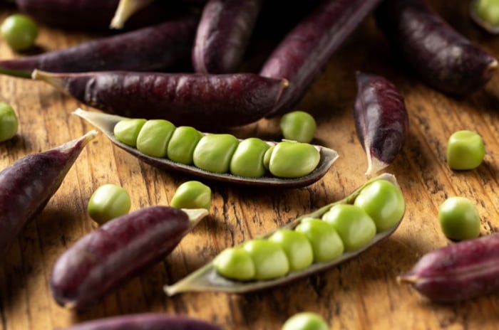 A close-up shot of a small composition of freshly harvested and opened, purple colored pods of the sugar magnolia snap peas