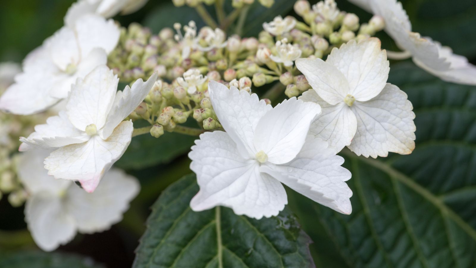A close-up shot of a small composition of lacy white blooms and dark green foliage, all situated in a well lit area outdoors