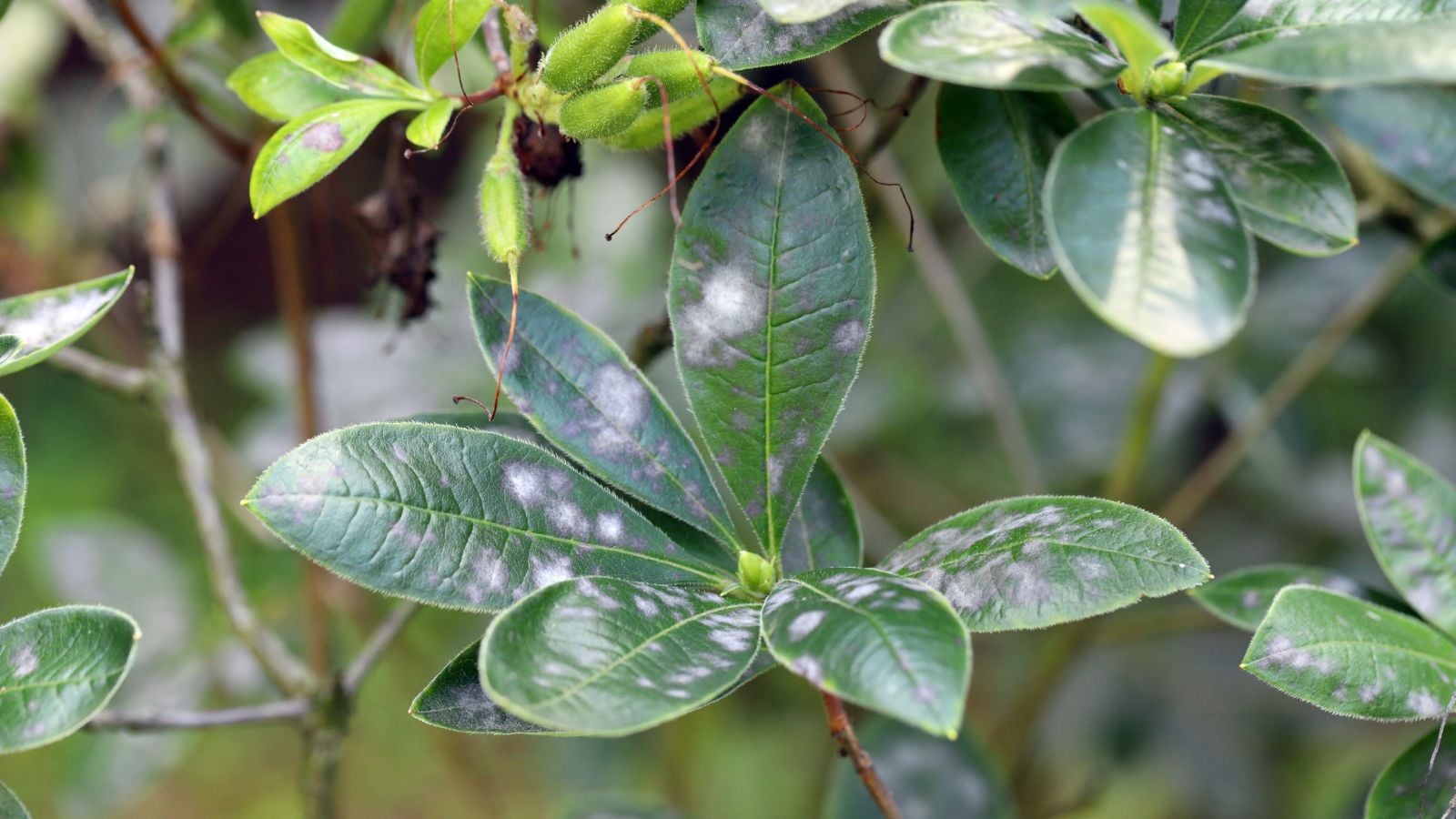 A close-up shot of a small composition of leaves of the rhododendron plant, with several white powdery spots