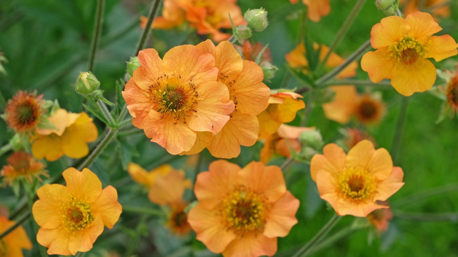 A close-up shot of a small composition of orange colored blooms, growing alongside slender stems and green leaves