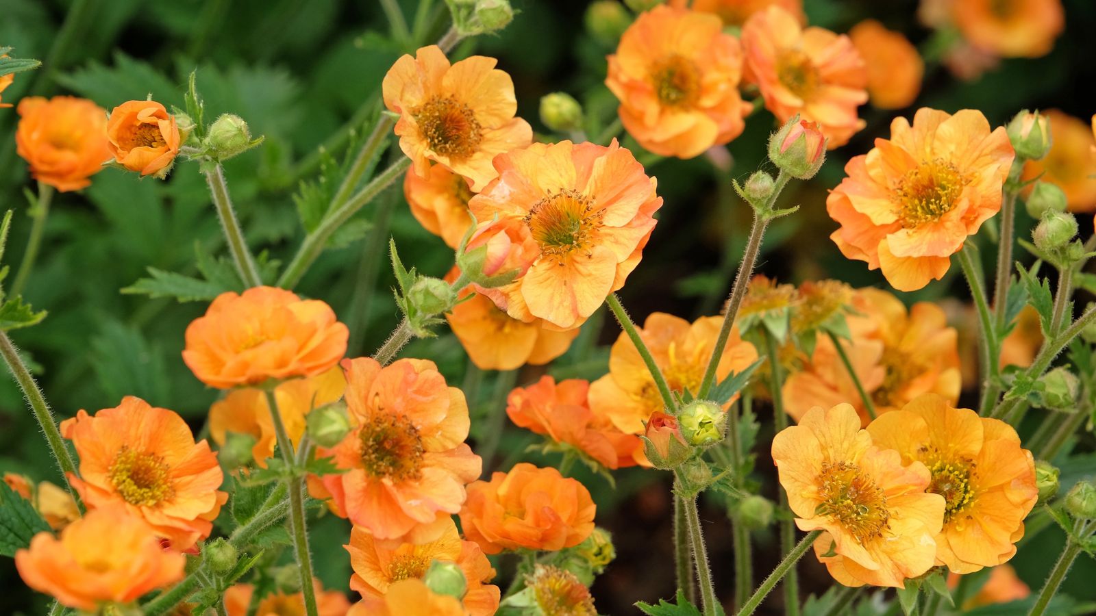 A close-up shot of a small composition of vibrant delicate orange colored flowers, alongside green foliage