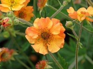 A close-up shot of a small composition of vibrant orange, delicate blooms on slender arching stems of the totally tangerine geum