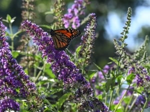 A close-up shot of a small composition of vibrant purple colored flower clusters, with a butterfly crawling on its surface, showcasing pollinator plant swaps
