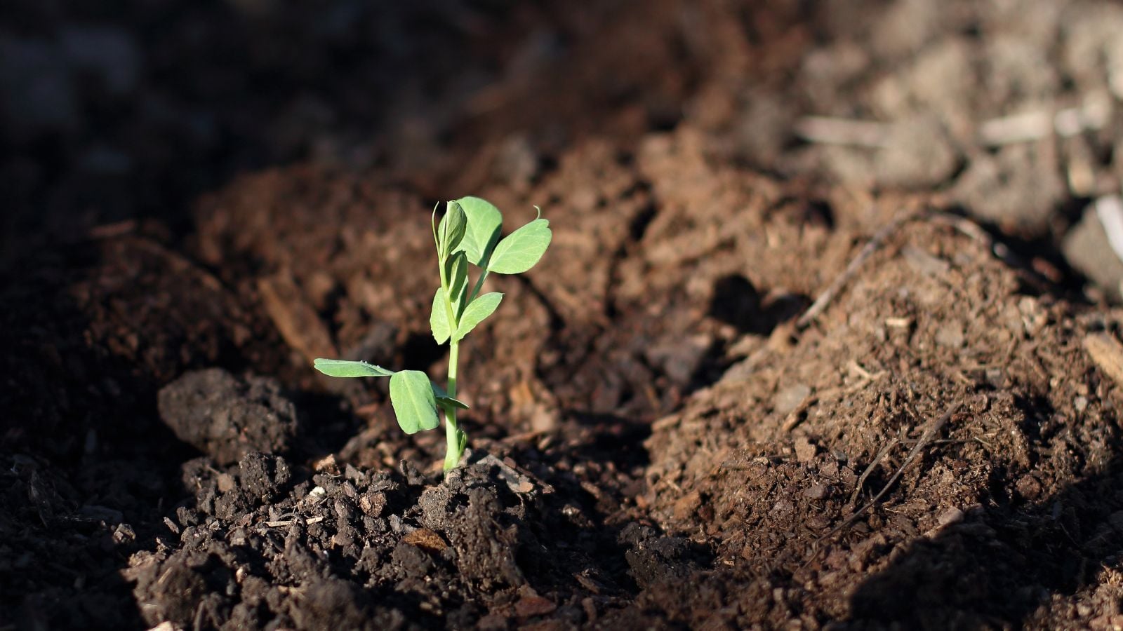 A close-up shot of a small developing seedling of a crop, placed on rich brown soil in a well lit area outdoors