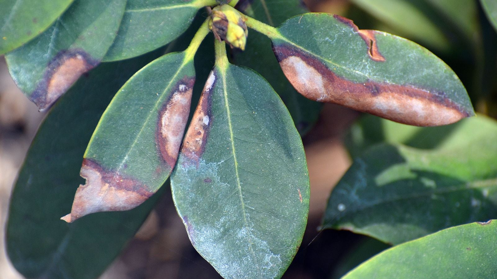 A close-up shot of a small group of browning leaves of the rhododendron