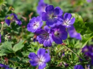 A close-up shot of a small group of delicate, five-petaled, purple blooms, alongside green foliage, showcasing the rozanne geranium