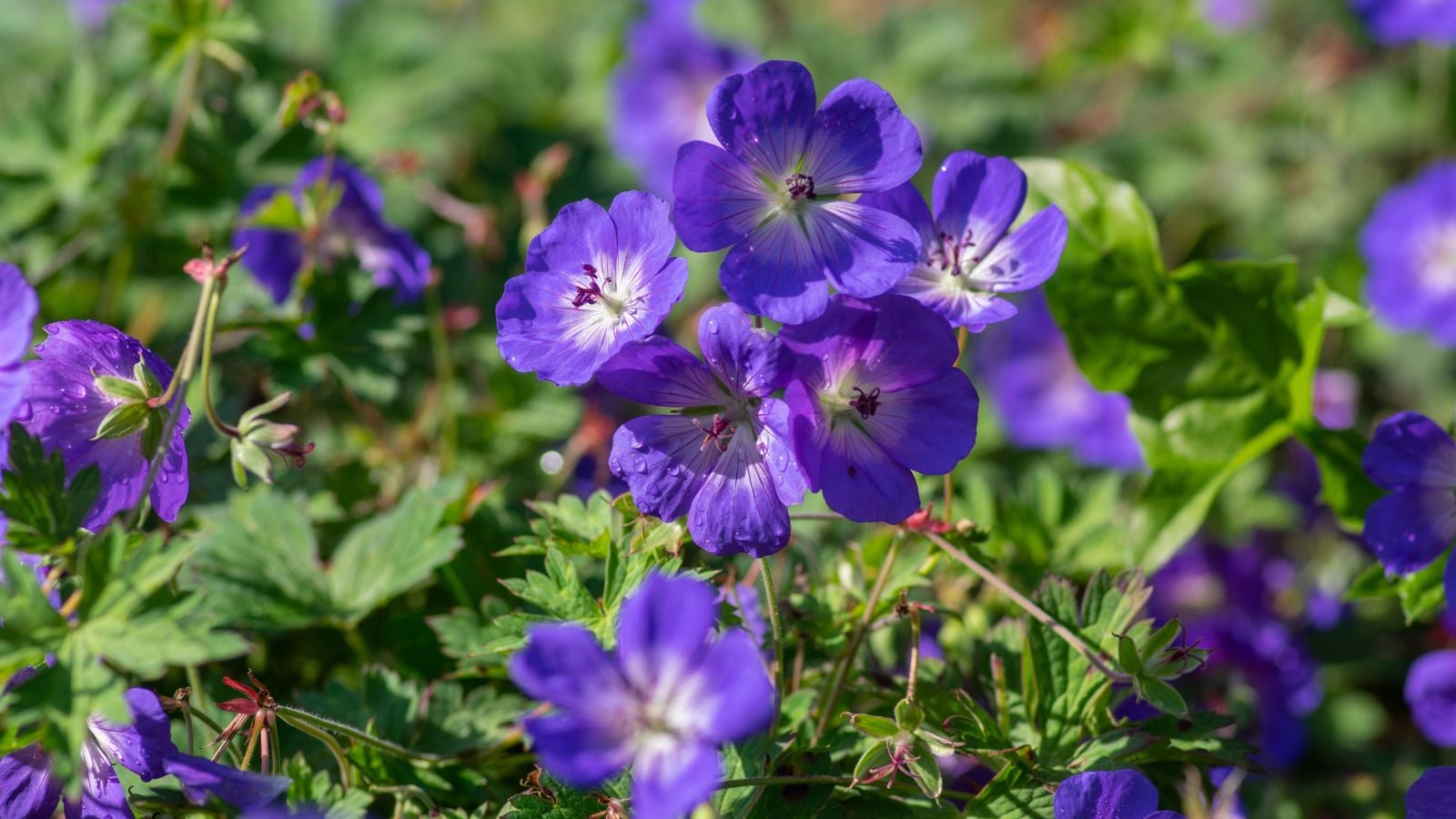 A close-up shot of a small group of delicate, five-petaled, purple blooms, alongside green foliage, showcasing the rozanne geranium