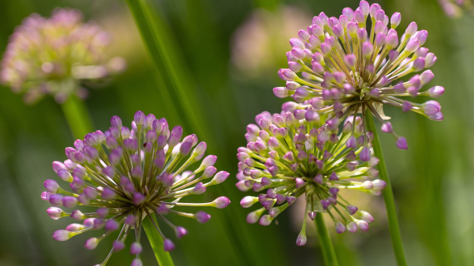 A close-up shot of a small group of developing globular flowers, basking in bright sunlight outdoors