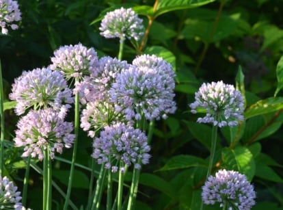 A close-up shot of a small group of globular clusters of pale-pink colored blooms of the summer beauty allium