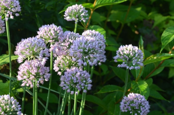 A close-up shot of a small group of globular clusters of pale-pink colored blooms of the summer beauty allium