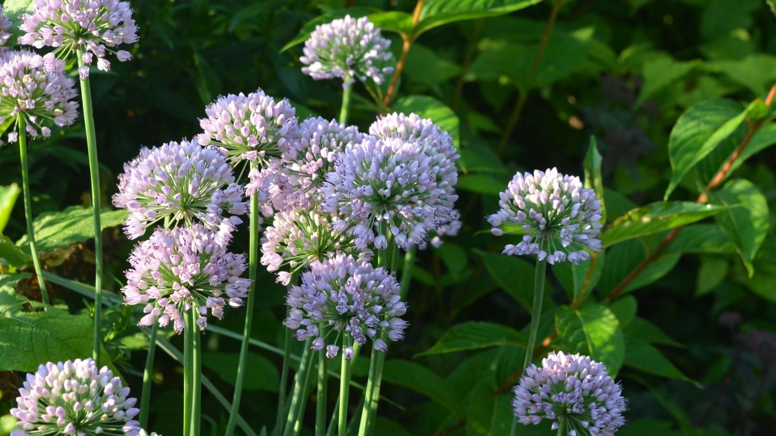 A close-up shot of a small group of globular clusters of pale-pink colored blooms of the summer beauty allium