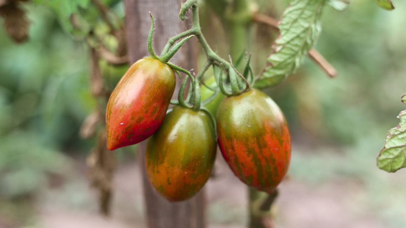 A close-up shot of a small group of ripening compact fruits, all dangling from their vines in a well lit area outdoors