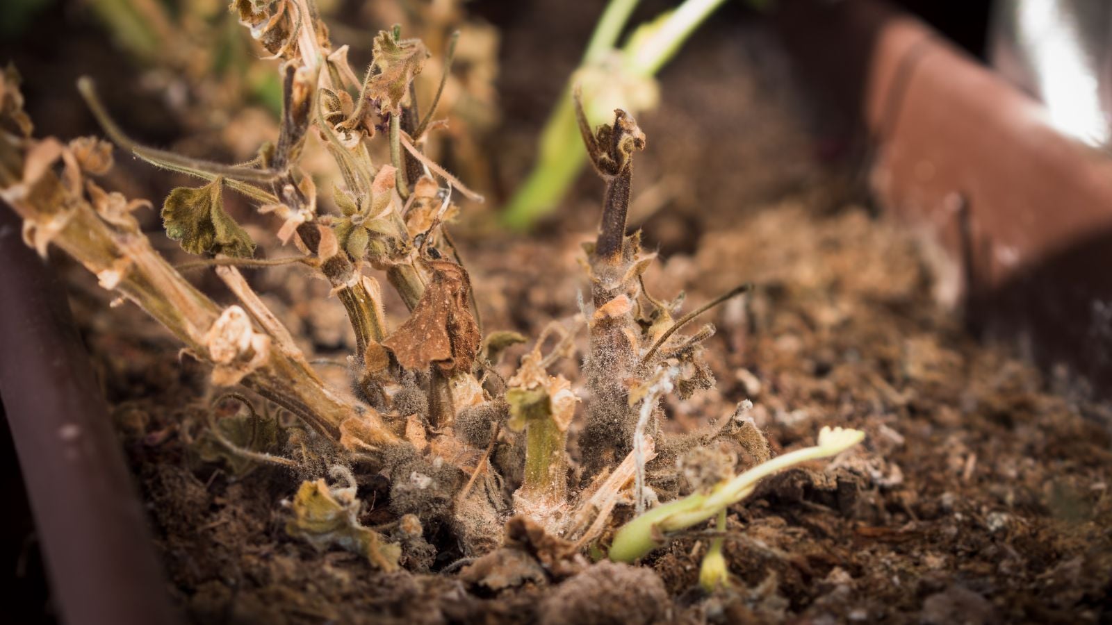 A close-up shot of a small group of rotted and dried stems and roots of a flowering plant, all placed on a large rectangular planter