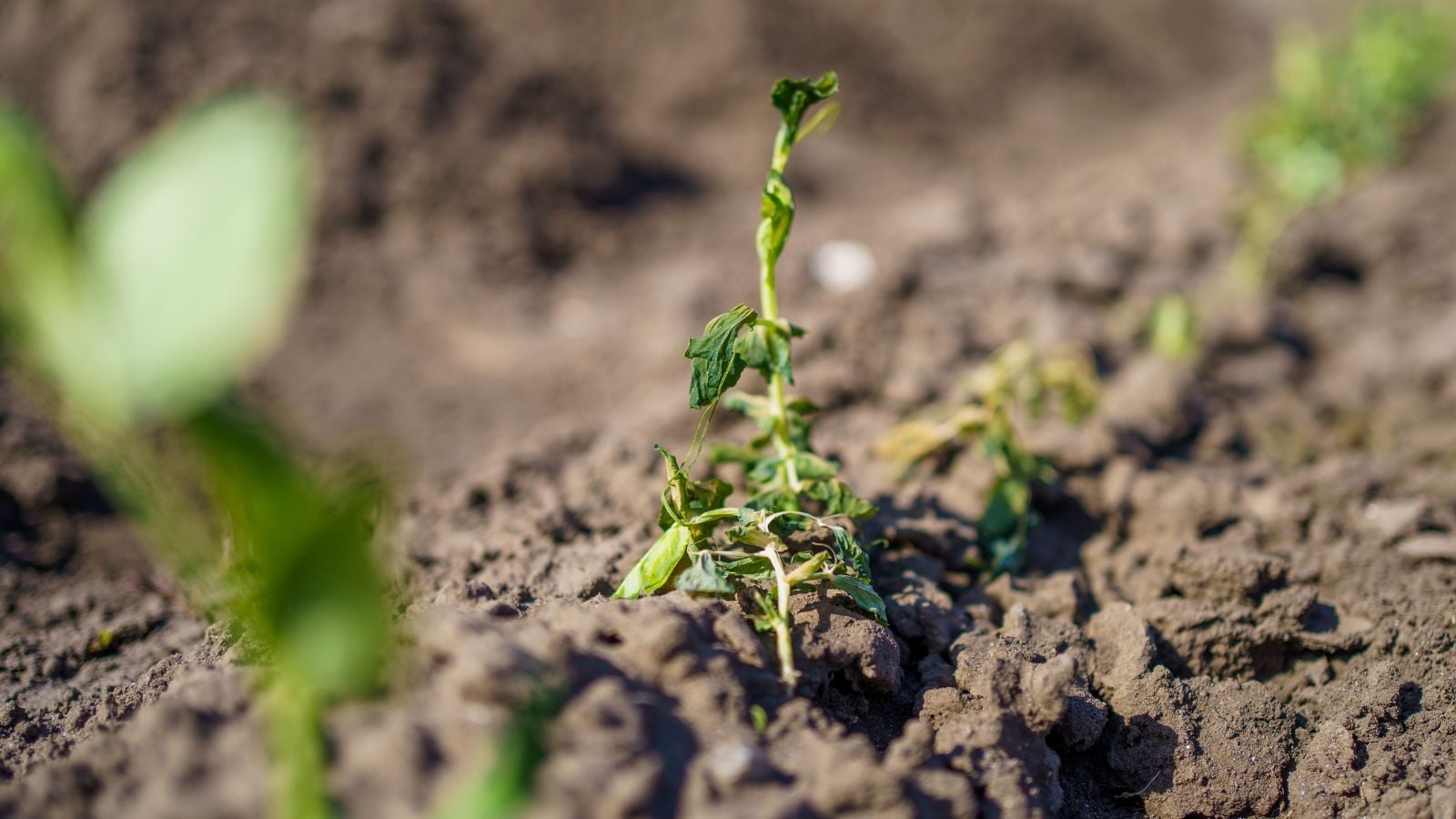 A close-up shot of a wilting seedling of a crop, placed on dry soil in a well lit area outdoors