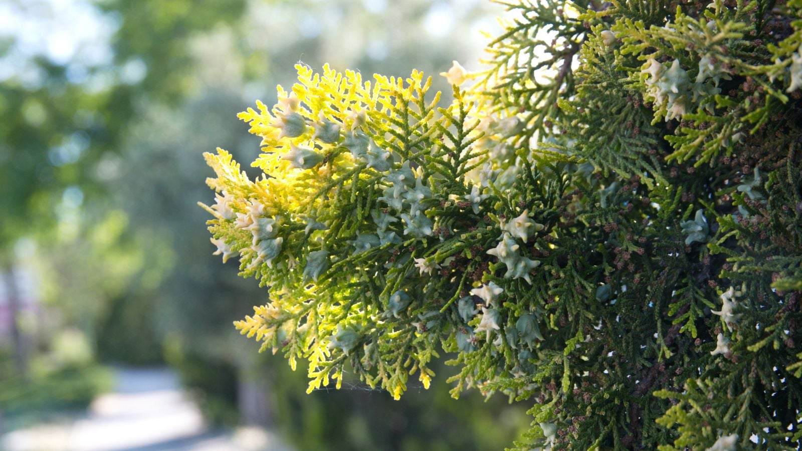 A close-up shot of blue-green colored, evergreen foliage of a plant, basking in bright sunlight outdoors