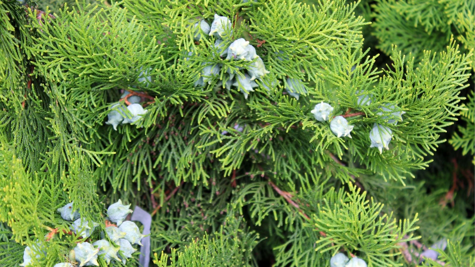 A close-up shot of growing berries alongside blue-green colored evergreen foliage, developing on reddish colored woody branches
