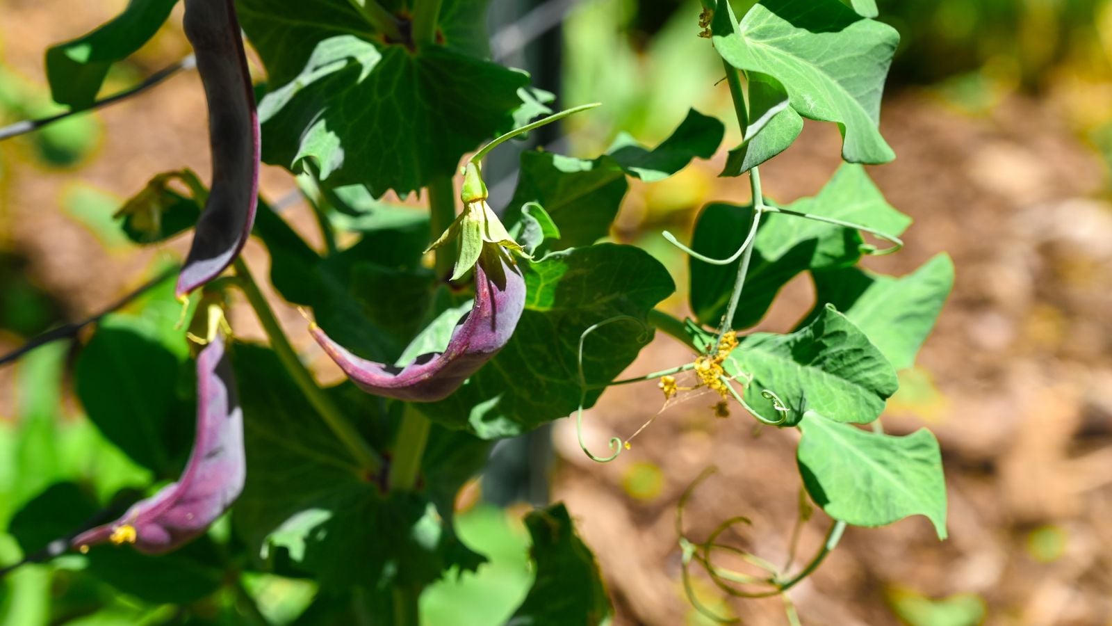 A close-up shot of several dangling purple colored pods, alongside its green vines and leaves, basking in bright sunlight outdoors