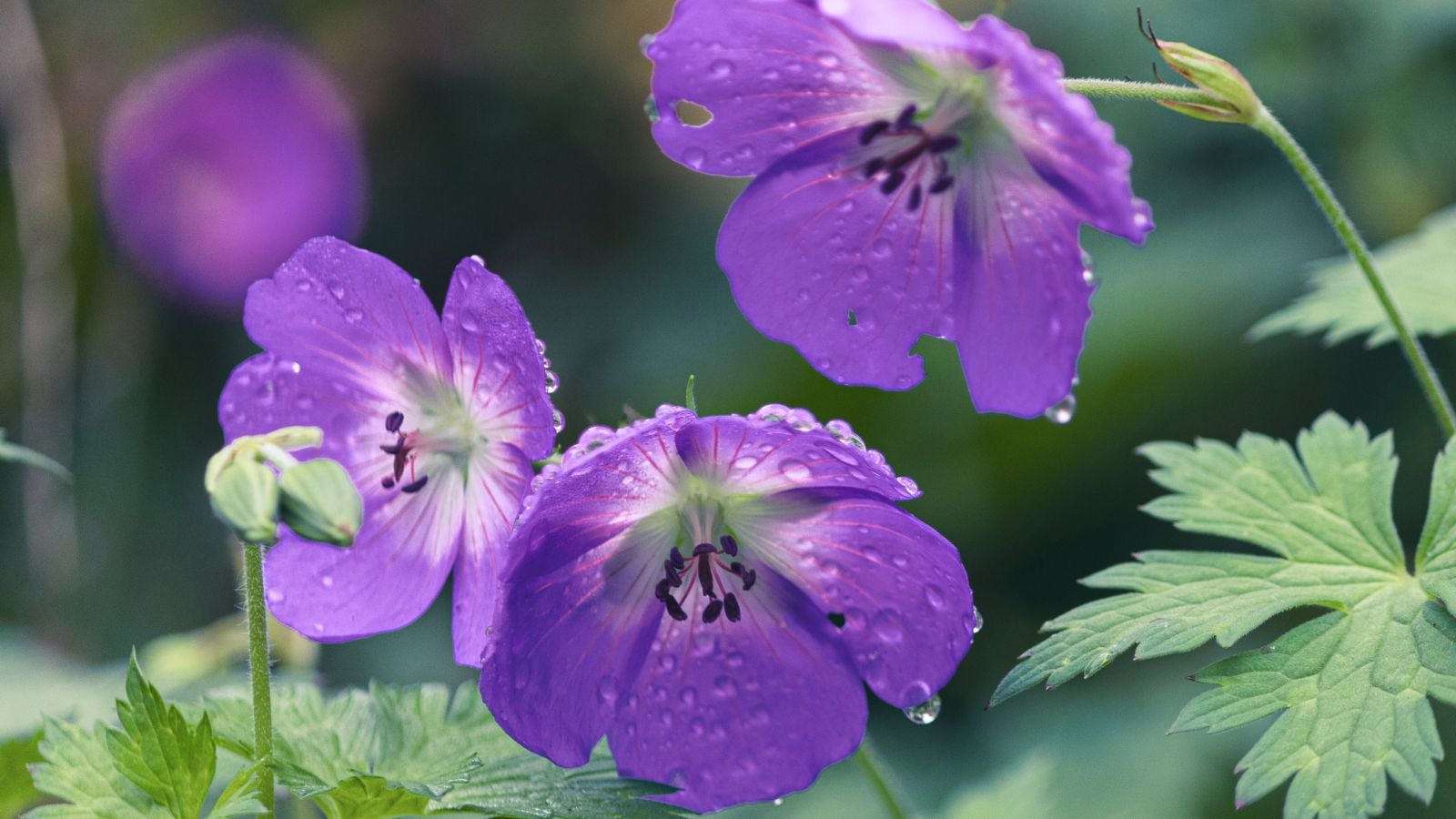 A close-up shot of several delicate purple blooms with droplets of water, all situated in a well lit area outdoors