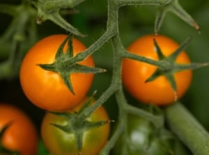 A close-up shot of several developing round, red-orange colored fruits, attached on green vines, showcasing how to harden off tomato