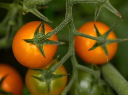 A close-up shot of several developing round, red-orange colored fruits, attached on green vines, showcasing how to harden off tomato