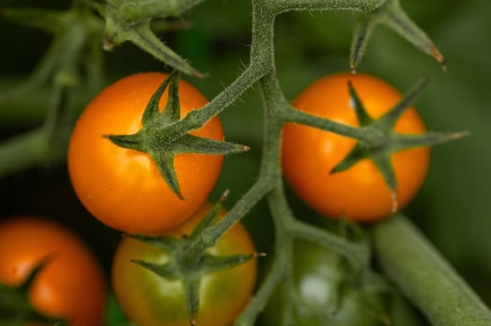 A close-up shot of several developing round, red-orange colored fruits, attached on green vines, showcasing how to harden off tomato