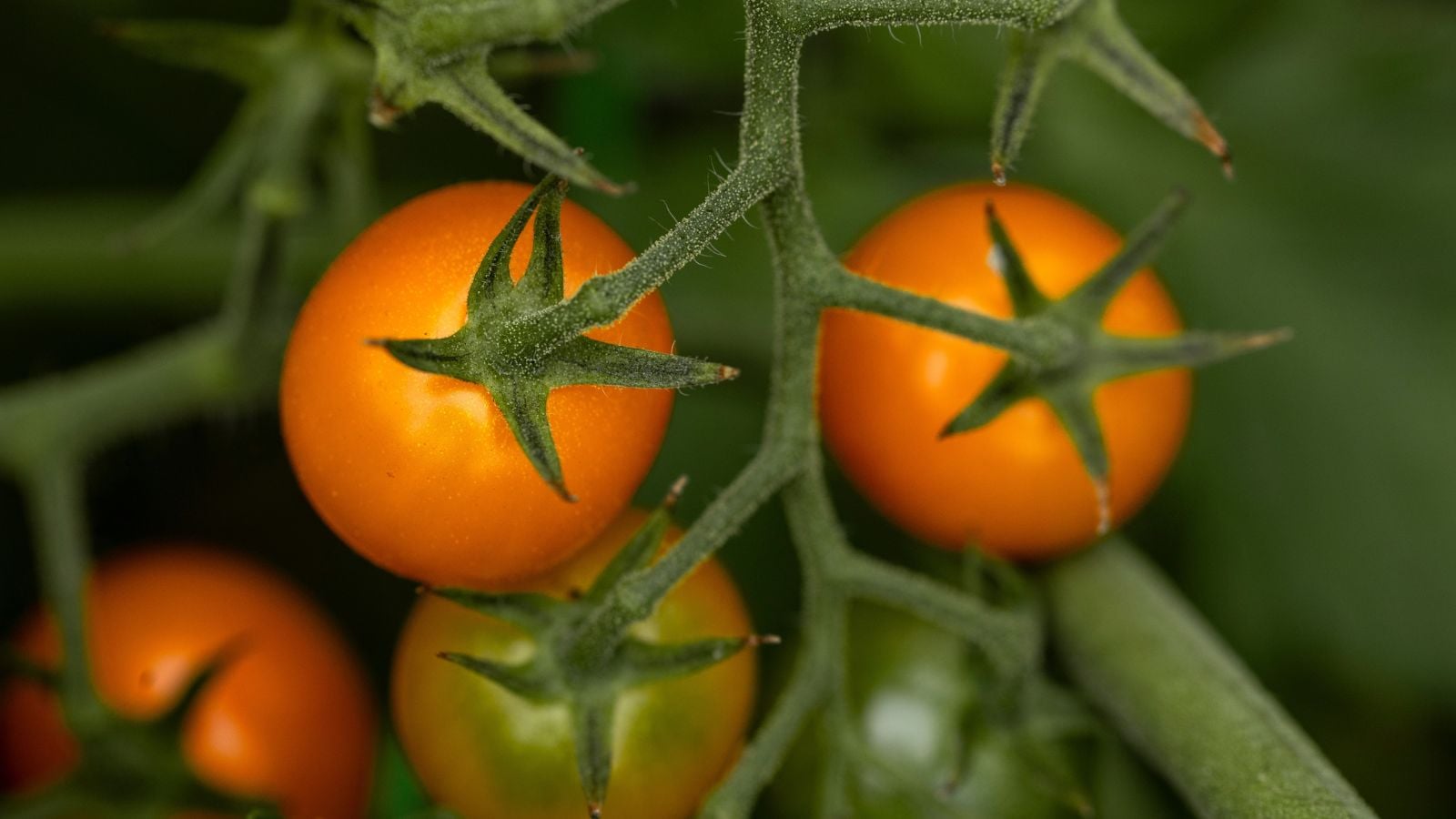 A close-up shot of several developing round, red-orange colored fruits, attached on green vines, showcasing how to harden off tomato