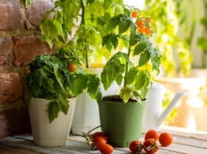 A close-up shot of several potted, and developing fruit-bearing crops, with several fruits on the wooden surface below, showcasing which tomato seeds March