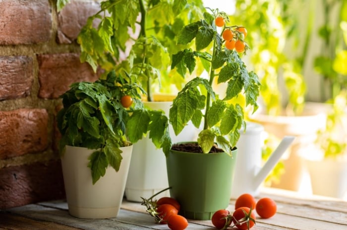 A close-up shot of several potted, and developing fruit-bearing crops, with several fruits on the wooden surface below, showcasing which tomato seeds March