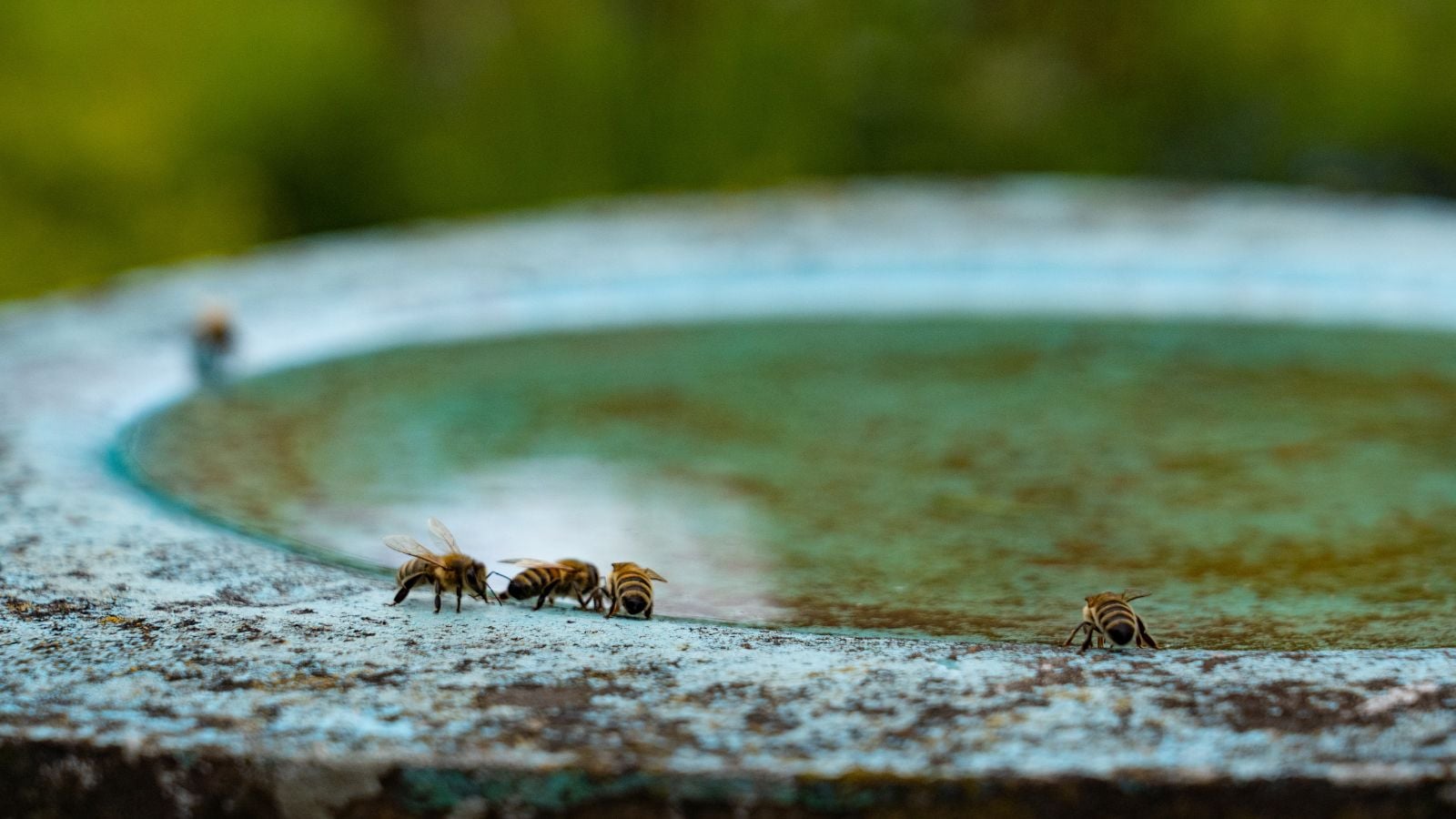 A close-up shot of several small insects, drinking water from a birdbath, all situated in a well lit area outdoors