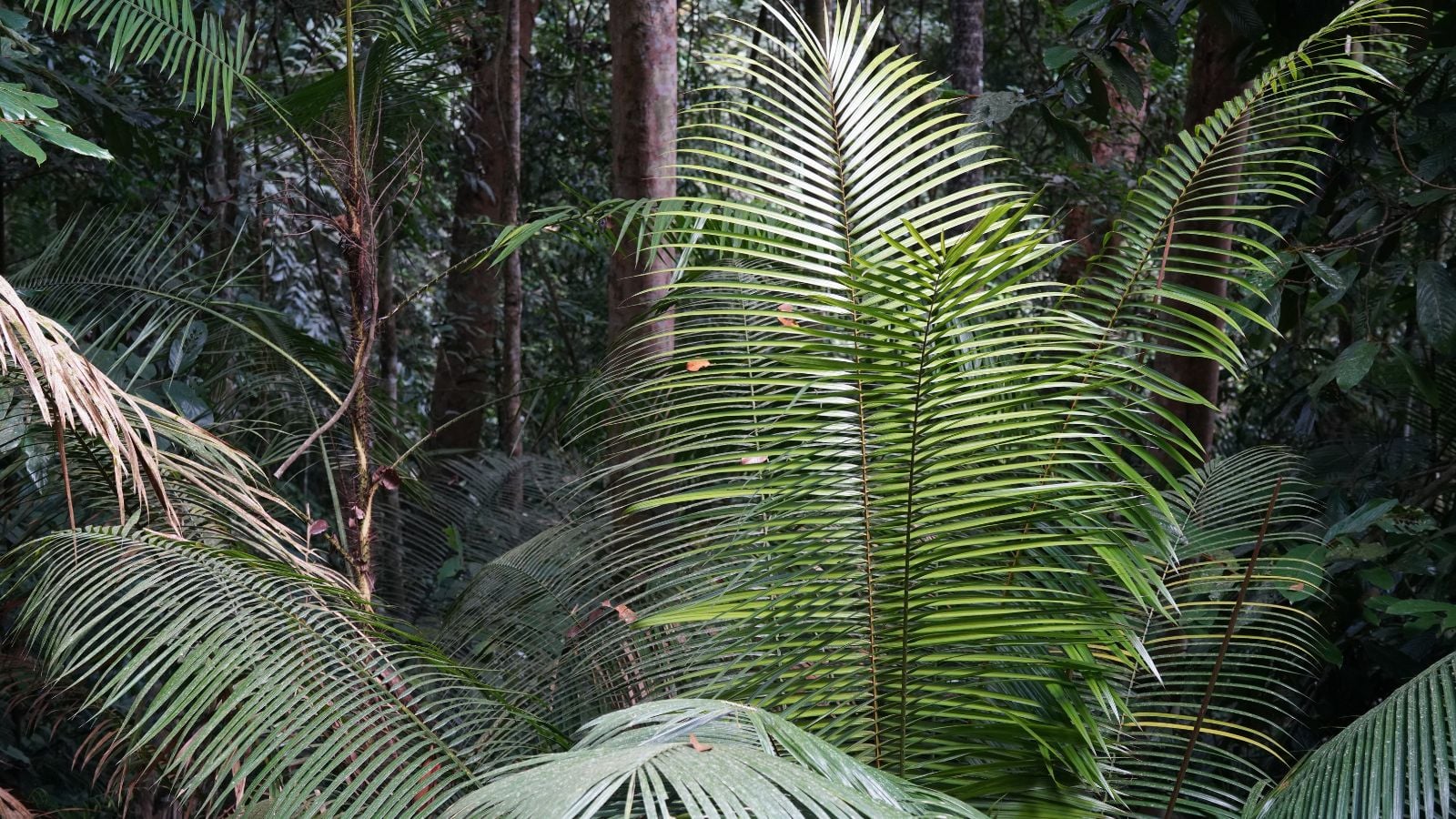 A close-up shot of tall feather-like leaf fronds of a large plant, all situated in a shady place outdoors