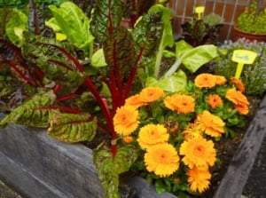A close-up shot of various leafy crops alongside vibrant yellow-orange daisy-like flowers, placed on a raised bed, showcasing sow outdoors March