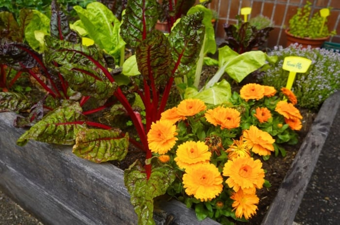 A close-up shot of various leafy crops alongside vibrant yellow-orange daisy-like flowers, placed on a raised bed, showcasing sow outdoors March