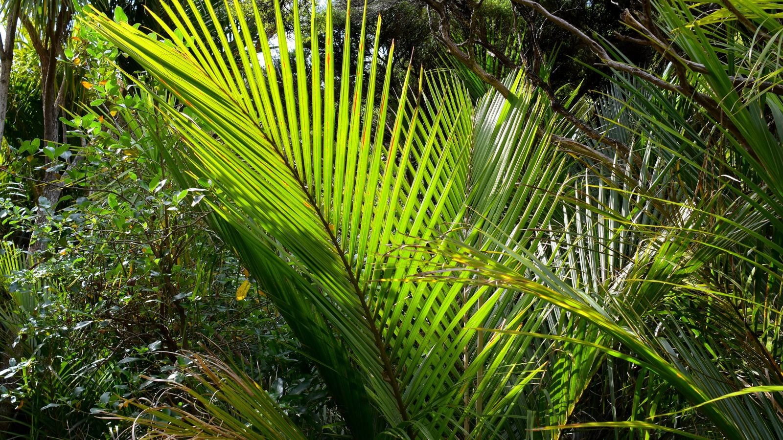A close-up shot of vibrant green colored, tall, and long leaf fronds of a large plant, all situated in a well lit area outdoors