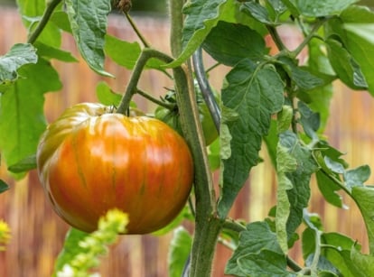 A close-up shot several dangling and ripening, round, red and green colored fruits of the Berkeley tie dye tomato