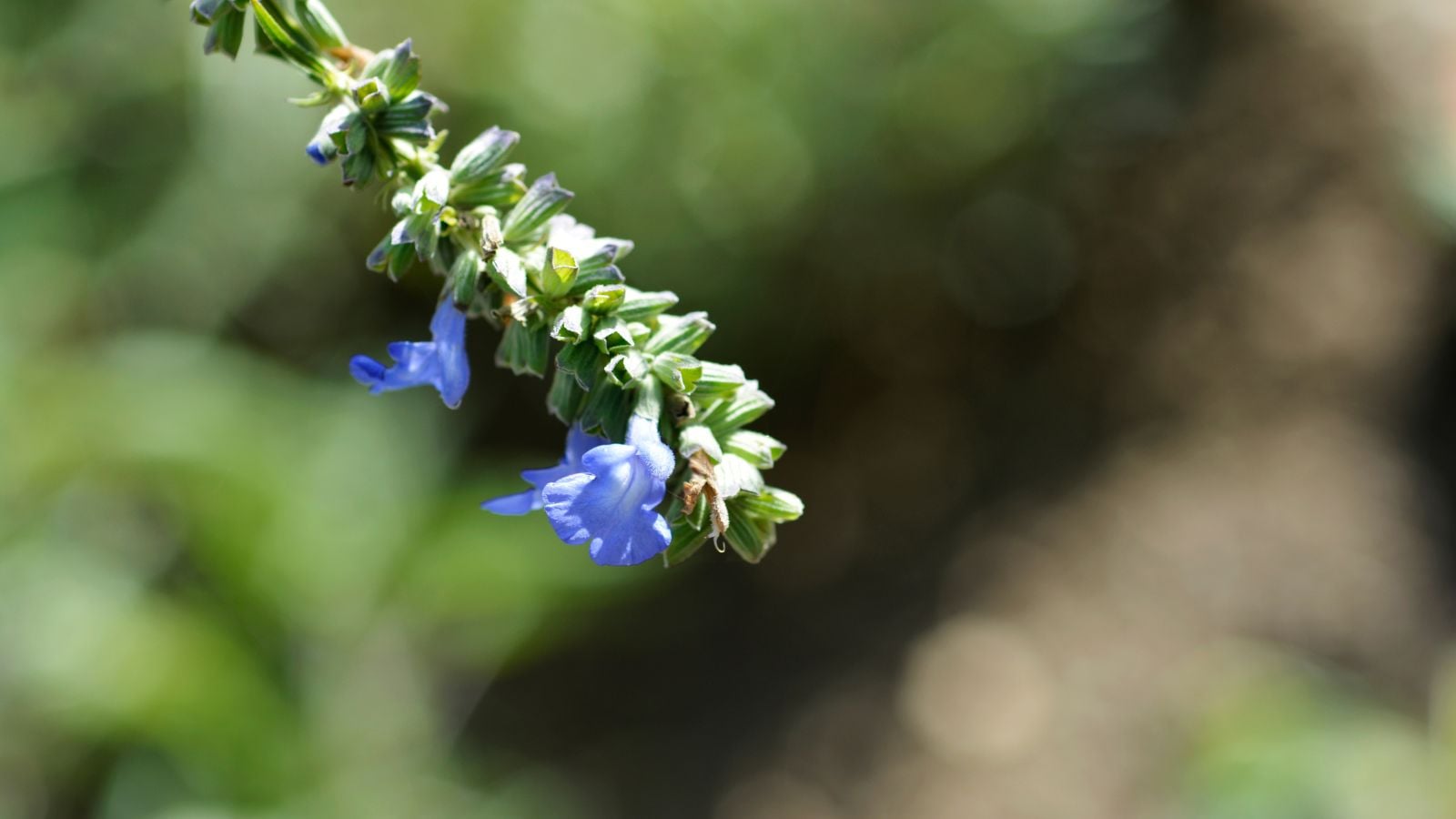 A floppy pitcher sage stem dangling downward with two blooms still attached to it, with greens appearing blurry in the background