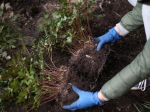 A gardener working to divide transplant perennials April, holding two huge clumps of roots using hands while wearing gloves