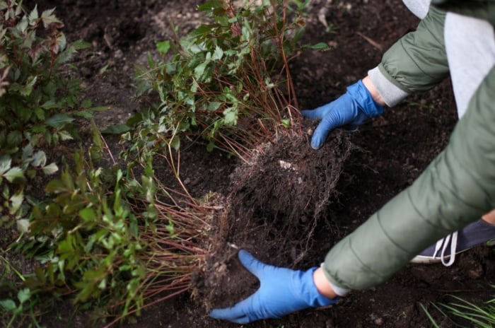 A gardener working to divide transplant perennials April, holding two huge clumps of roots using hands while wearing gloves