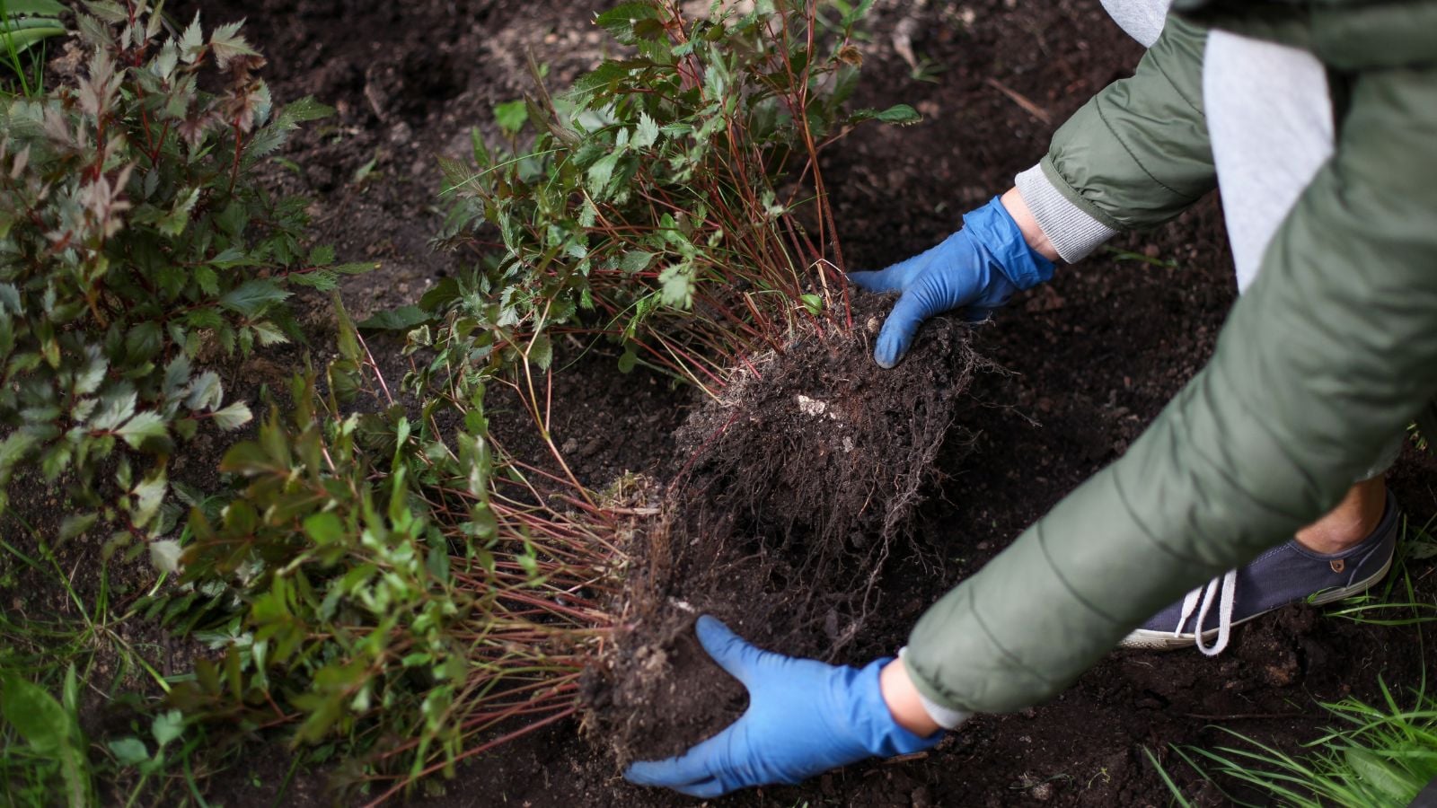 A gardener working to divide transplant perennials April, holding two huge clumps of roots using hands while wearing gloves