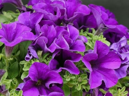 A healthy bush of Tiara Blue supertunia appearing to have a vivid purple color surrounded by green leaves under sunlight