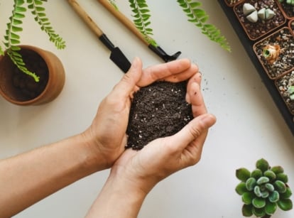 A person holding soil in bare hands determining if potting soil killing plant, appearing to be working on various plants placed on a white surface