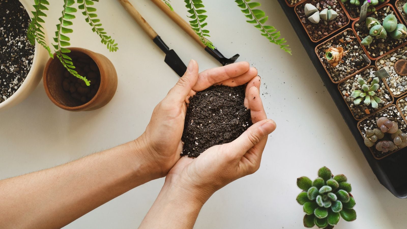 A person holding soil in bare hands determining if potting soil killing plant, appearing to be working on various plants placed on a white surface