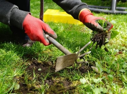 A person wearing red gloves removing early spring weeds, somewhere in the garden with lots of greenery and sunlight
