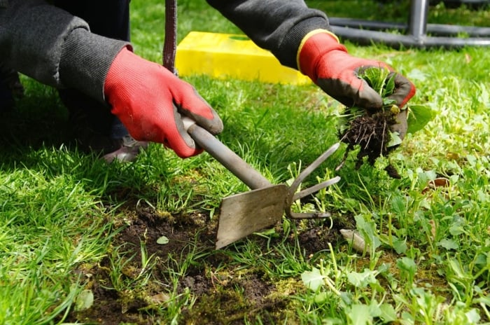 A person wearing red gloves removing early spring weeds, somewhere in the garden with lots of greenery and sunlight